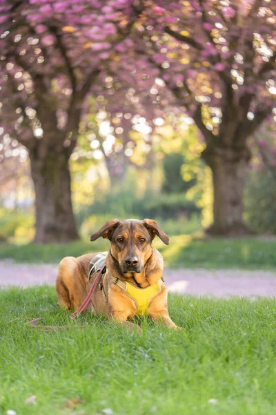 Αστείο Σκυλί Σκυλί Χασμουρητό Σκυλί Κάλυψης Στη Φύση Ανθισμένη Σακούρα Φωτογραφία Αρχείου