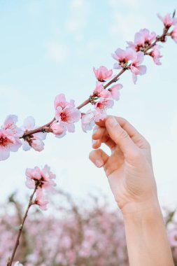 Bahar ve gün batımında kiraz tarlasında kiraz çiçeğine dokunan tanınmayan bir kadının el resmi. Doğa, aşk ve taze içerik için mükemmel. Başlıklar için boşluk kopyala.