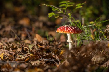 Sonbaharda bir ormanda Amanita muscaria uçuşu..
