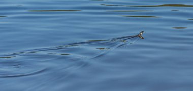 Çim yılanı, Natrix natrix, gölde yüzüyor..