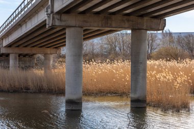 Beton köprünün altındaki uzun sazlıklar.