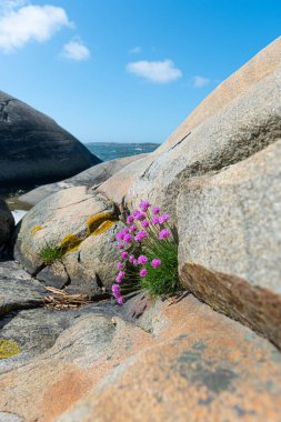 Deniz kıyısındaki bir uçurumun kenarında yetişen deniz kırıntısı Armeria maritima.