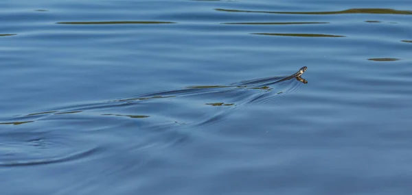 Χόρτο Φίδι Natrix Natrix Κολύμπι Μια Λίμνη — Φωτογραφία Αρχείου