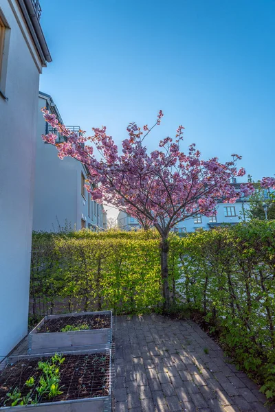 stock image Pink cherry tree blossoming in a small garden by a house in early morning sunlight.