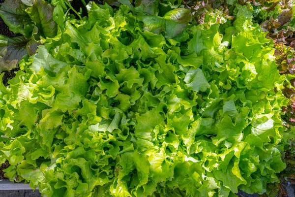 Bahçede Taze Yeşil Salata Yetişiyor — Stok fotoğraf
