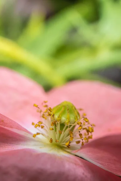 Closeup Estame Estigma Filamento Uma Flor Papoula Rosa Florescendo — Fotografia de Stock