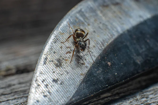 Ένα Μικρό Και Περίεργο Μυρμήγκι Στην Άκρη Ενός Μαχαιριού — Φωτογραφία Αρχείου