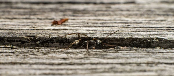 Mała Ciekawska Mrówka Drewnianej Desce — Zdjęcie stockowe