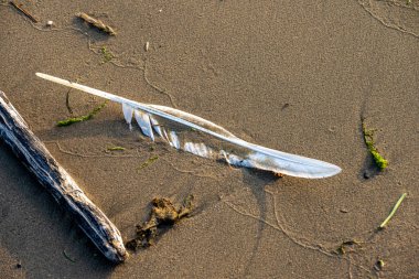 Gün batımında kumsalda beyaz kuğu tüyü.