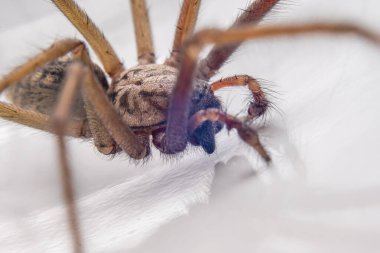 Dev ev örümceği olarak da bilinen Eratigena atrica 'nın Macro fotoğrafı..