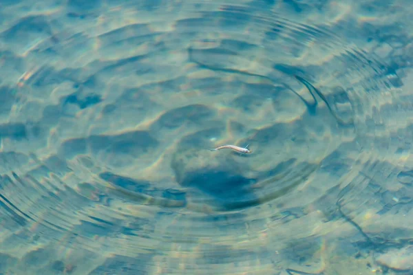 Kleine Weiße Fische Schwimmen Der Nähe Der Oberfläche Des Strahlend — Stockfoto