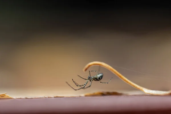 แมงม มขนาดเล นของใบ — ภาพถ่ายสต็อก