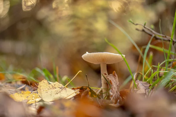 Hygrophorus Hypothejus Kündet Vom Winterpilz Herbst Wald — Stockfoto