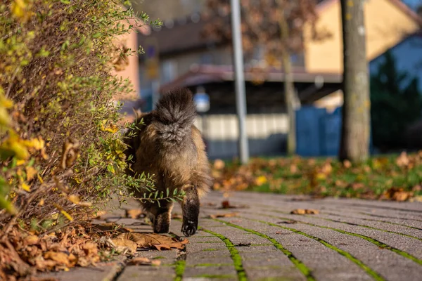 Νορβηγική Γάτα Του Δάσους Περπατώντας Ένα Δρόμο — Φωτογραφία Αρχείου
