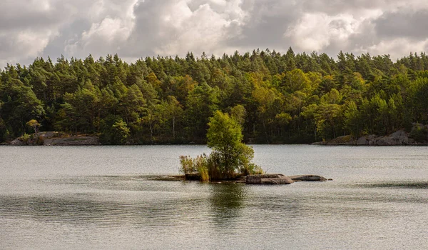Malý Ostrov Jezeře Jedním Stromem — Stock fotografie