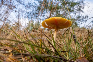 Uçan Amanita muscaria alttan baktı..