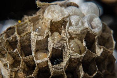 Bir eşekarısı yuvasının larvalı fotoğrafını çek..