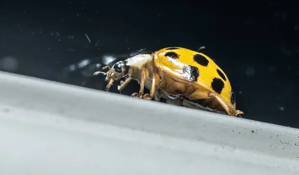 Φωτογραφία Macro Ενός Κίτρινου Spotted Lady Beetle Psyllobora Vigintiduopunctata — Φωτογραφία Αρχείου