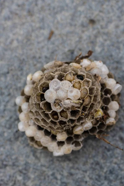 Close up photo of a wasps nest with larvae.