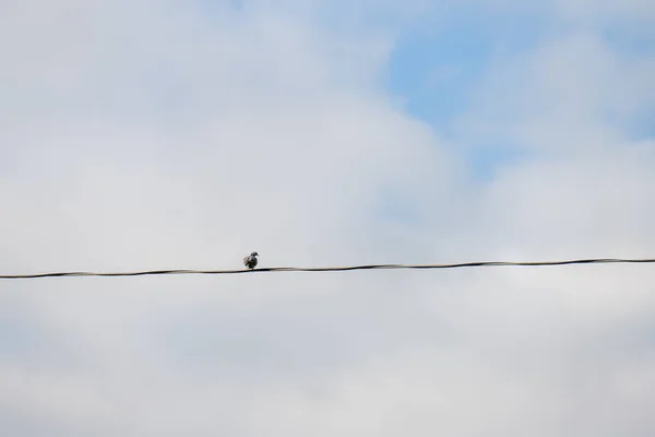 전선줄에 비둘기 — 스톡 사진