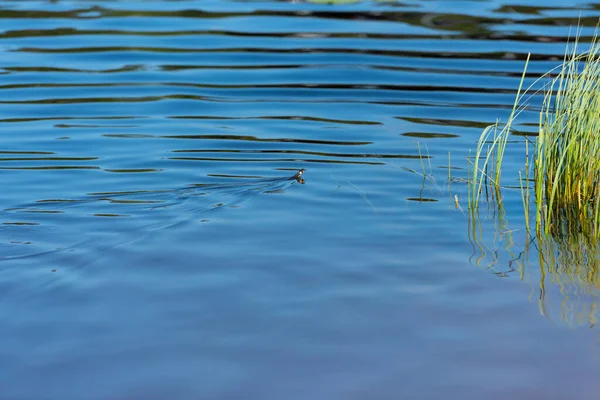 Serpiente Hierba Natrix Natrix Nadando Lago —  Fotos de Stock