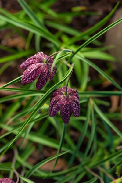 Testa Serpente Fritillaria Meleagris Fioritura All Inizio Della Primavera — Foto Stock
