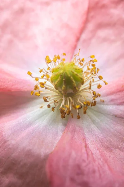 Closeup Estame Estigma Filamento Uma Flor Papoula Rosa Florescendo — Fotografia de Stock