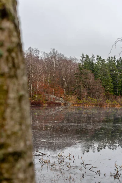 秋の森の小さな池 — ストック写真