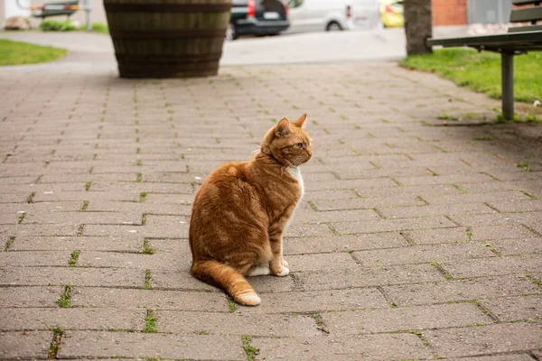 Kucing Putih Dan Oranye Duduk Jalan Batu Bata — Stok Foto