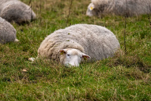 Tored Sheep Grass — Stock Photo, Image