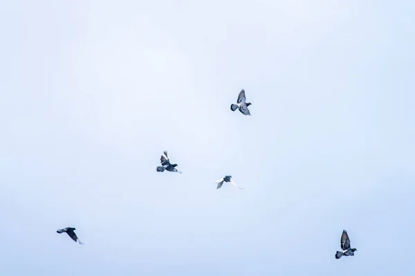 信鸽捕猎食物 — 图库照片