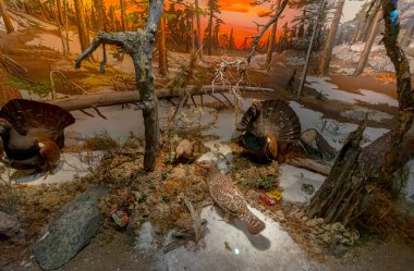 Oslo, Norveç - 13 Ocak 2018: Capercaillie Diorama, Tetrao urogallus, Doğal Tarih Müzesi 'nde plastik atık.