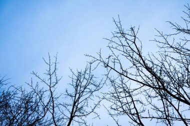 Naked tree branches against a grey sky.