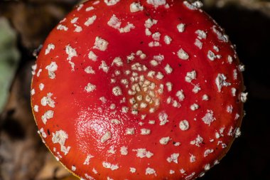 Sonbaharda bir ormanda Amanita muscaria uçuşu..