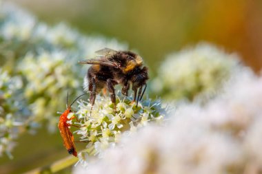 A bumblebee working hard on a flower..