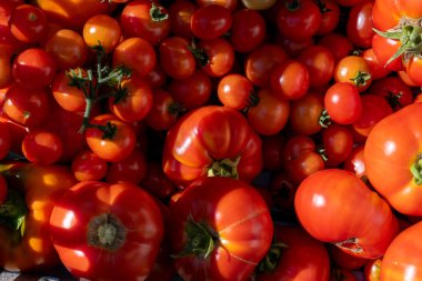 Big pile of red and ripe tomatoes in the sun.