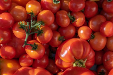 Big pile of red and ripe tomatoes in the sun.