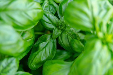 Basil Ocimum basilicum in a garden at summer.