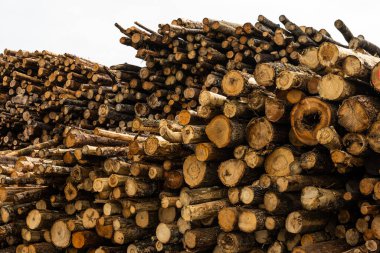 Büyük bir odun yığını gemiyle gönderilmeye hazır..