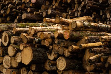 Büyük bir odun yığını gemiyle gönderilmeye hazır..