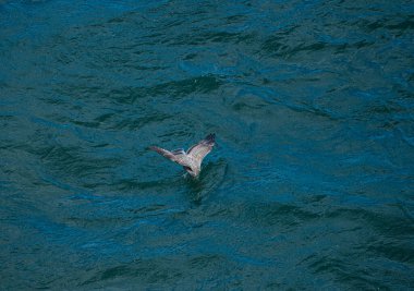 Genç martı suya dalıyor.