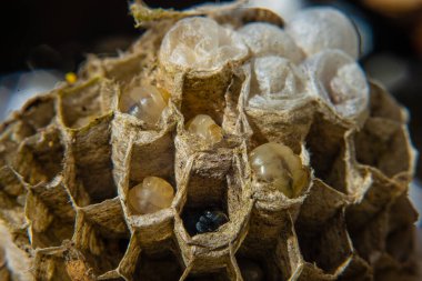 Closeup of larvae in a wasps nest.