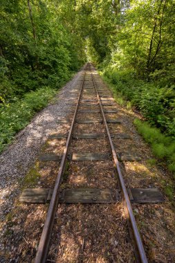 Looking down an old abandones railway line through a forest.