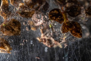 Macro photo of Ermine moth larval web in a bush.