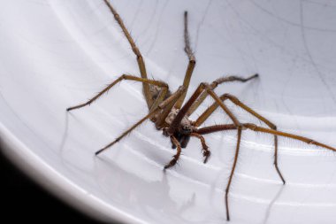Macro photo of a Eratigena atrica also known as Giant house spider. clipart