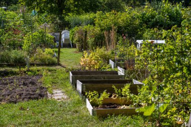 Koloni bahçesinde palet tasmalı bitkiler.