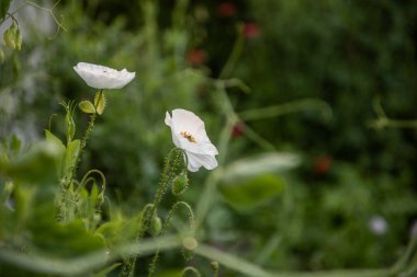 Bahçedeki papaver rhoeas çiçekleri.