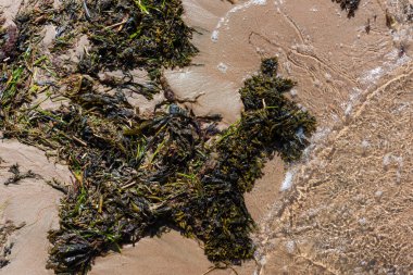 Sea weed washed on shore on a sand beach.