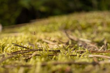Details of Hypnum cupressiforme in a garden.