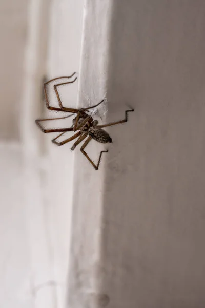 Eratigena Atrica Also Known Giant House Spider Wall — Foto de Stock
